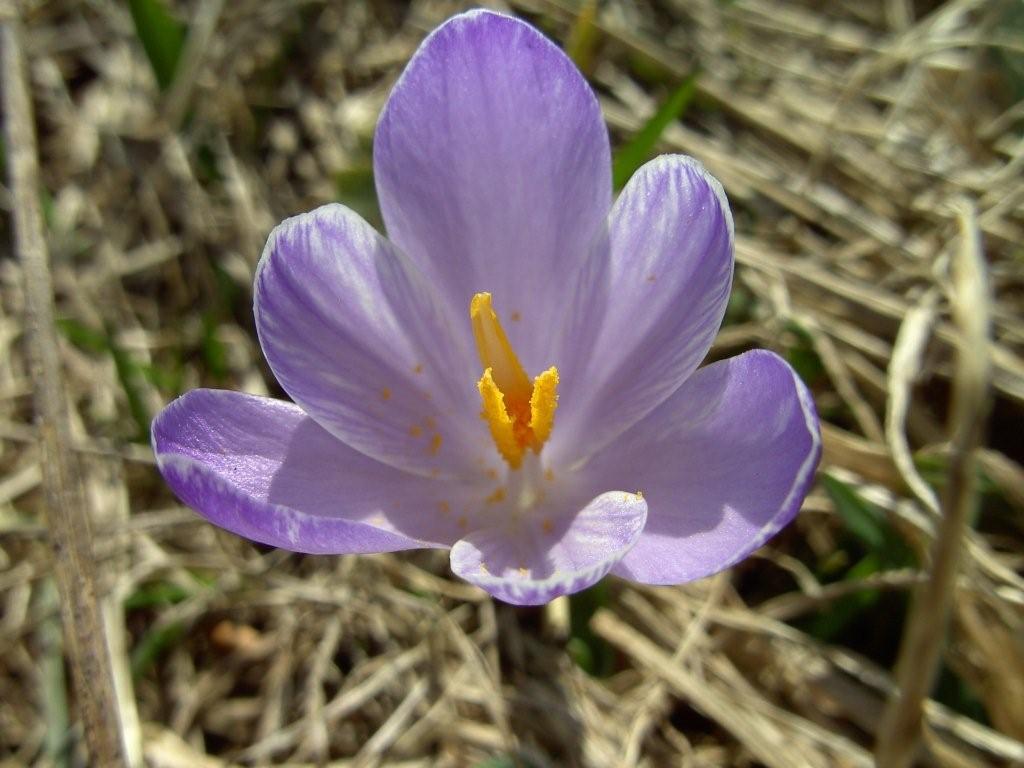 crochi tommasinianus? no, Crocus vernus subsp. albiflorus